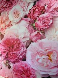 Back drop Roses